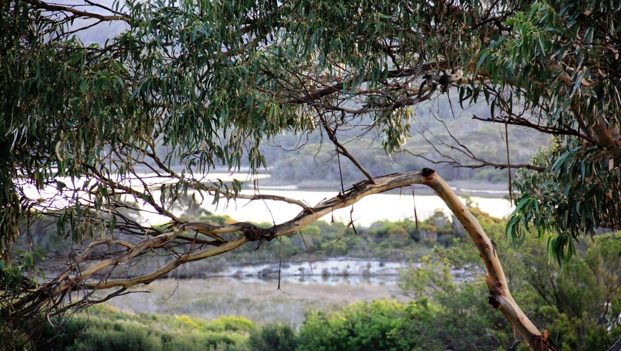 Kingfisher Cottage Beachfront At The Binalong Bay Εξωτερικό φωτογραφία